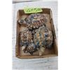 Image 1 : 4 Wade Turtles (different sizes)