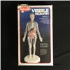 Image 1 : SKILCRAFT VISIBLE WOMAN ANATOMY KIT