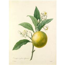 After Pierre-Jospeh Redoute, Floral Print, #89 Oranger a fruits deprimes (Oranges)
