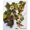 Image 1 : c1950 Audubon Print, Baltimore Oriole