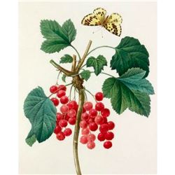 After Pierre-Jospeh Redoute, Floral Print, #51 Grosseiller Rouge ( Ribes rubrum )