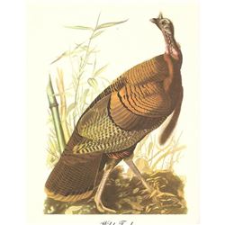 c.1950 Audubon Print, Wild Turkey