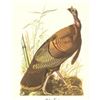 Image 1 : c.1950 Audubon Print, Wild Turkey