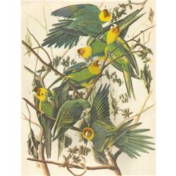 c1946 Audubon Print, #26 Carolina Paroquet