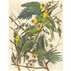 Image 1 : c1946 Audubon Print, #26 Carolina Paroquet