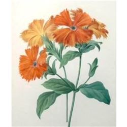 After Pierre-Jospeh Redoute, Floral Print, #75 Lychnide a grandes fleurs ( Lychnide-Silene )