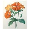 Image 1 : After Pierre-Jospeh Redoute, Floral Print, #75 Lychnide a grandes fleurs ( Lychnide-Silene )