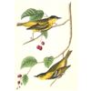 Image 1 : c1946 Audubon Print, #60 Carbonated Warbler