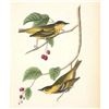 Image 2 : c1946 Audubon Print, #60 Carbonated Warbler