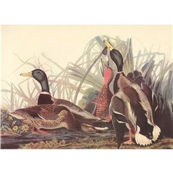 c1950 Audubon Print, Mallard