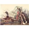 Image 1 : c1950 Audubon Print, Mallard