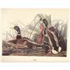 Image 2 : c1950 Audubon Print, Mallard