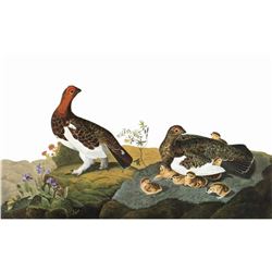 c1946 Audubon Print, #191 Willow Ptarmigan