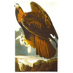 c1946 Audubon Print, #181 Golden Eagle