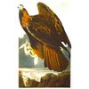 Image 1 : c1946 Audubon Print, #181 Golden Eagle