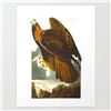 Image 2 : c1946 Audubon Print, #181 Golden Eagle