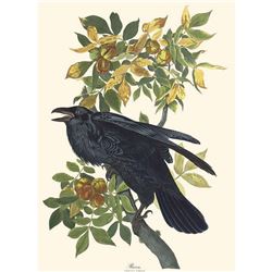 c1946 Audubon Print, #101 Raven