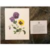 Image 3 : Limited Edition Print, Hybrid Pansies