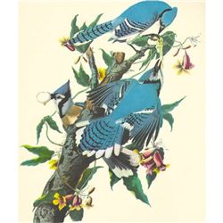 c1950 Audubon Print, Blue Jay
