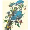 Image 1 : c1950 Audubon Print, Blue Jay