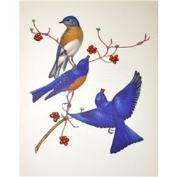 1950 Menaboni Bird Print - Eastern Bluebird