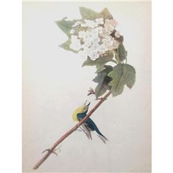 c1946 Audubon Print, #119 Yellow-Throated Vireo