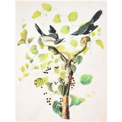 c1946 Audubon Print, #57 Loggerhead Shrike