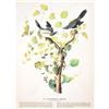 Image 2 : c1946 Audubon Print, #57 Loggerhead Shrike