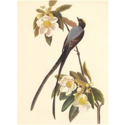 c1950 Audubon Print, Fork-Tailed Flycatcher
