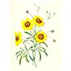 Image 1 : After Pierre-Jospeh Redoute, Floral Print, #24 Corcopsis elegant ( Tickseed )