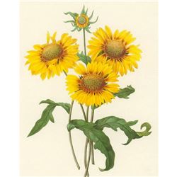 After Pierre-Jospeh Redoute, Floral Print, #44 Galardia