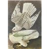 Image 1 : c1950 Audubon Print, White Gyrfalcon
