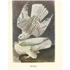 Image 2 : c1950 Audubon Print, White Gyrfalcon