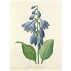 Image 1 : After Pierre-Jospeh Redoute, Floral Print, #53 Hemerocallis Carulea