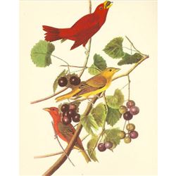 c1950 Audubon Print, Summer Tanager