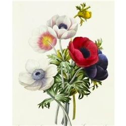 After Pierre-Jospeh Redoute, Floral Print, #7 Anemone simple