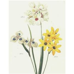 After Pierre-Jospeh Redoute, Floral Print, #144 Vieufseuxie a taches bleues (Lxia)