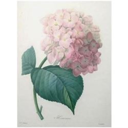 After Pierre-Jospeh Redoute, Floral Print, #56 Hortensia (Hydrangea)
