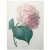 Image 1 : After Pierre-Jospeh Redoute, Floral Print, #56 Hortensia (Hydrangea)