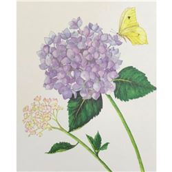 Limited Edition Print, Yellow Brimstone Butterfly, Hydragnea