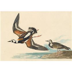 c1946 Audubon Print, # 304 Ruddy Turnstone