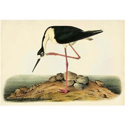 c1946 Audubon Print, # 328 Black-necked Stilt