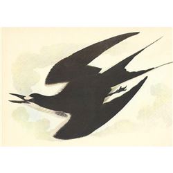 c1950 Audubon Print, Sooty Tern