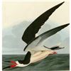 Image 1 : c1946 Audubon Print, #323 Black SKimmer