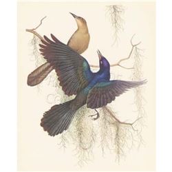 1950 Menaboni Print, Boat-tailed Grackle