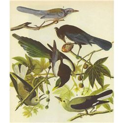 c1946 Audubon Print, #362 Four Western Corvids