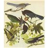 Image 1 : c1946 Audubon Print, #362 Four Western Corvids