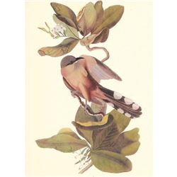 c1950 Audubon Print, Mangrove Cuckoo