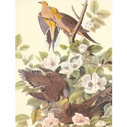 c1950 Audubon Print, Mourning Dove