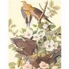 Image 1 : c1950 Audubon Print, Mourning Dove